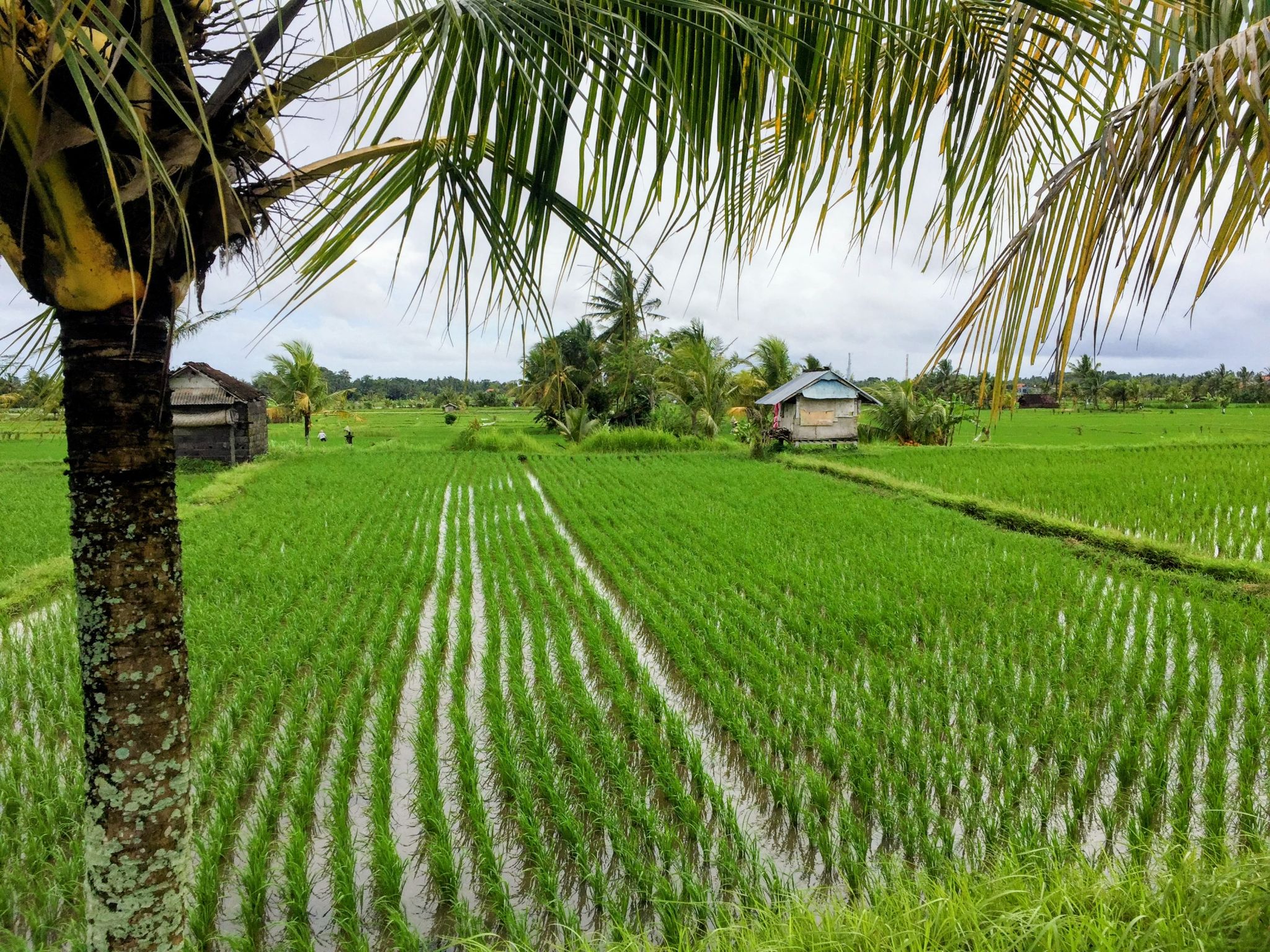 rice paddy